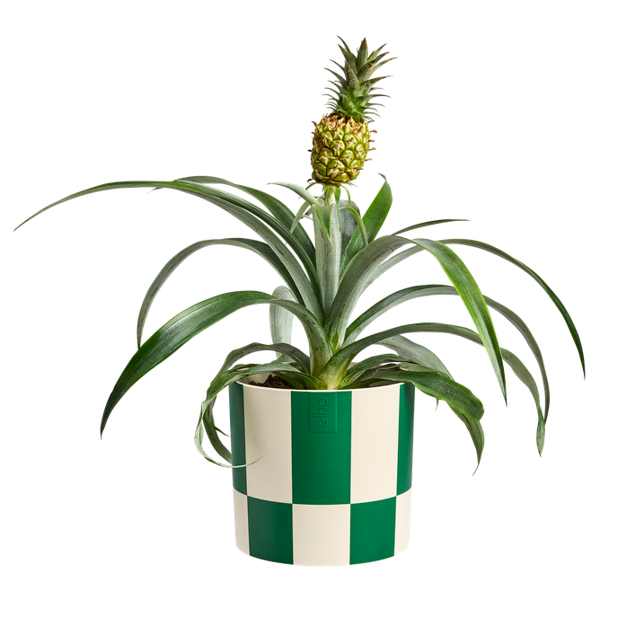 blocks & stripes 15cm meadow green